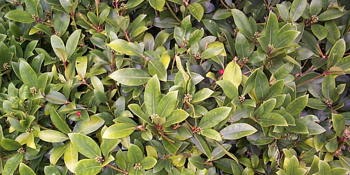 Claim High-Value Promo Codes at Fair Go Casino Now