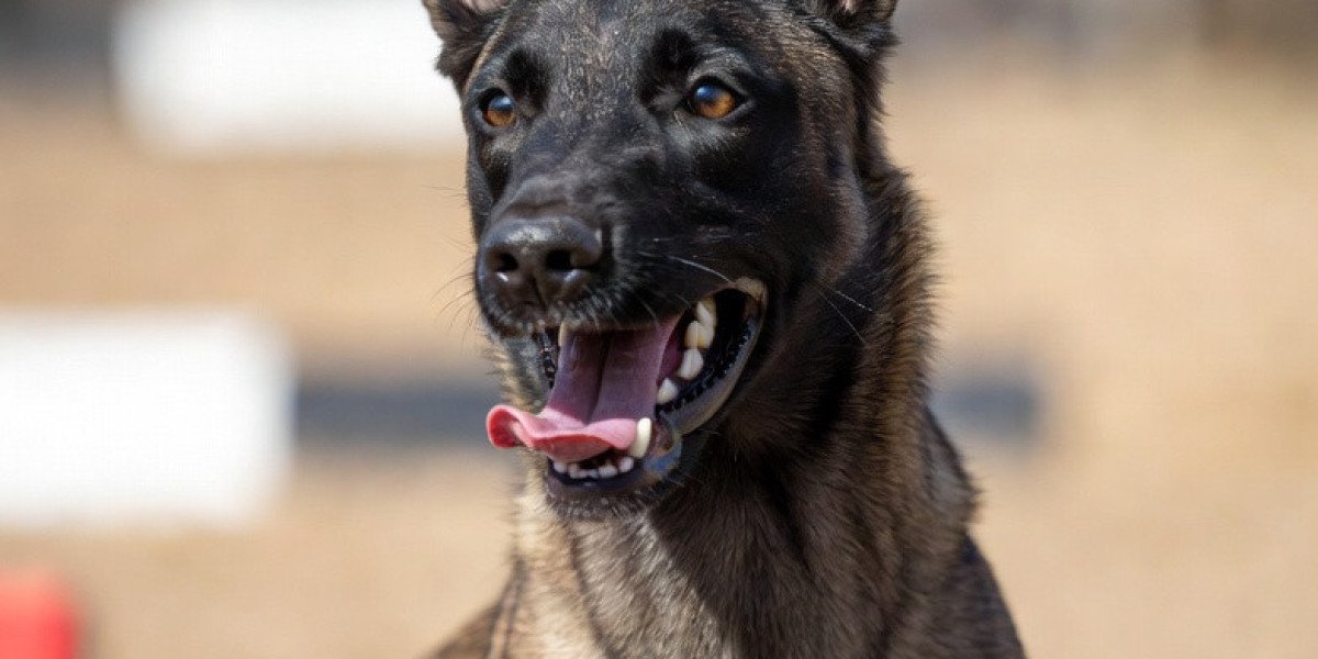 Why Working With Skilled Belgian Malinois Trainers Matters When You Plan to Buy Belgian Malinois
